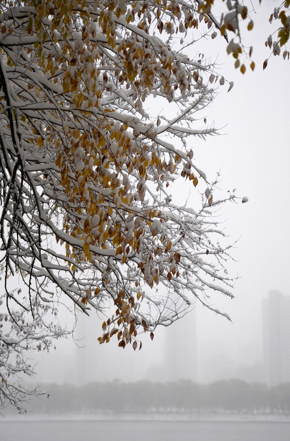 初下雪的图片大全图片