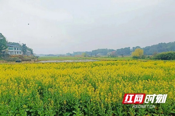 赫山区岳家桥镇油菜花开美如画美丽经济促增收
