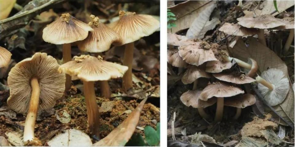 这16种毒菇近期疯长,建议收藏