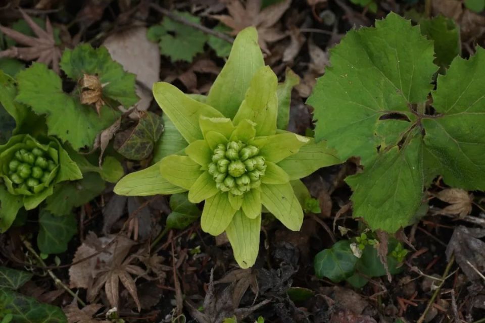 《念念平安》:"又是一封短信,我回得快,也盼你多多来信"