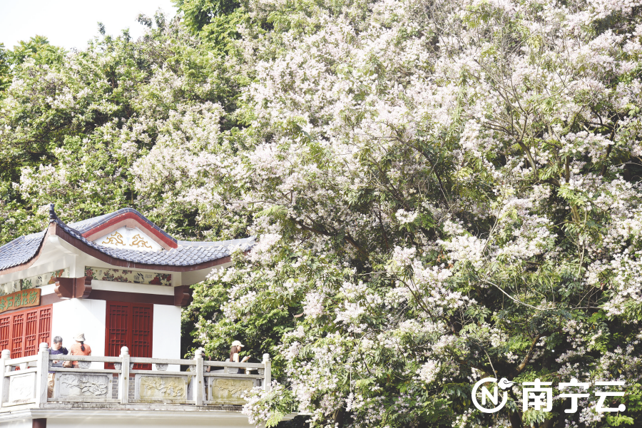 “五一”假期，踏青赏花成众多南宁市民游客选择_腾讯新闻