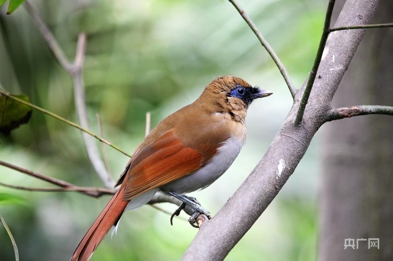 贵州一国家级自然保护区发现国家重点保护鸟类14种