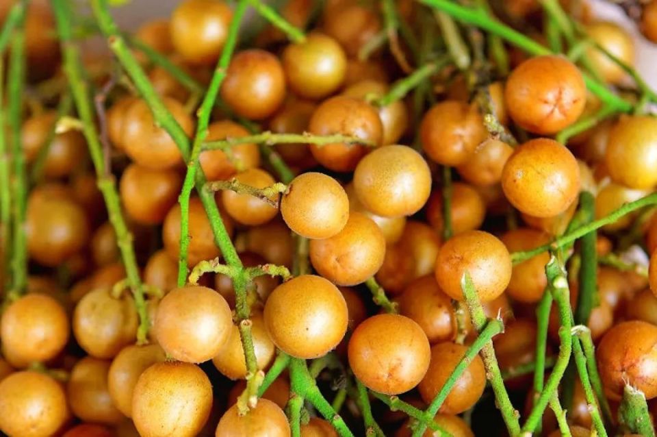 6月13日,让我们一起"香"约黄皮季