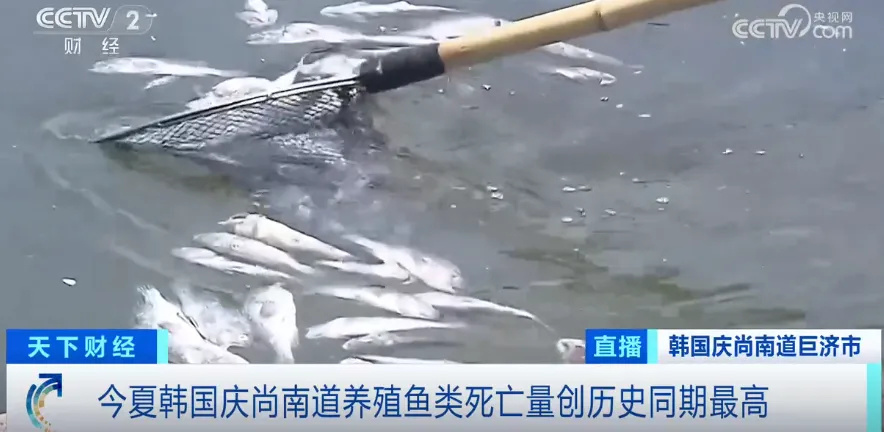损失超1.5亿元!这一国,鱼类大量死亡!水产养殖户损失惨重!