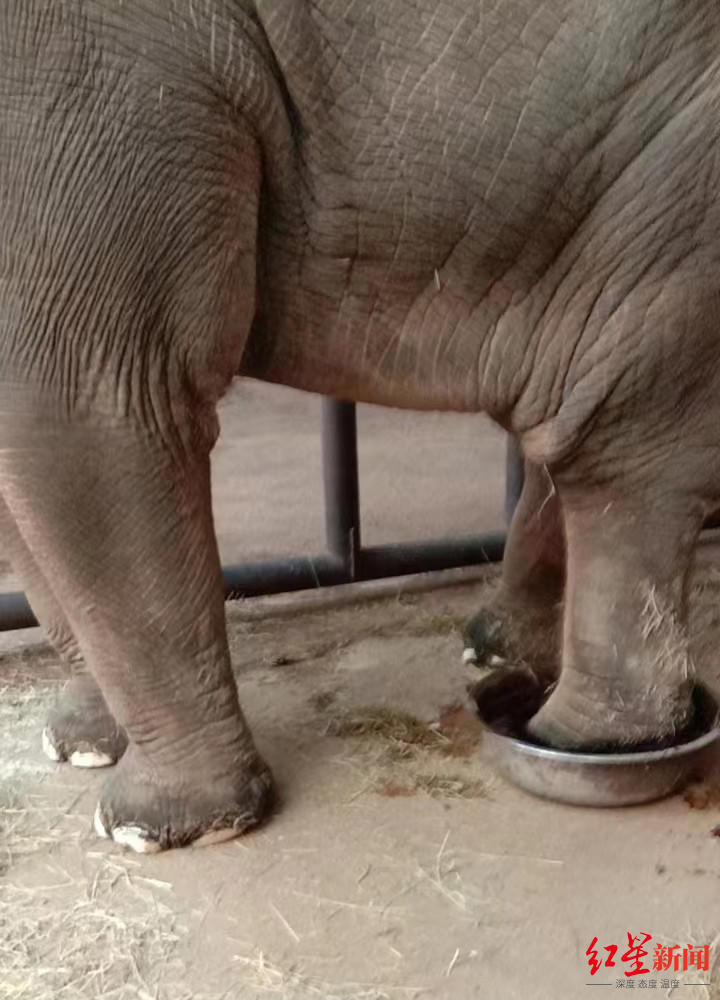 22岁亚洲象欣欣在八达岭野生动物世界心衰逝世，曾患脚疾多年