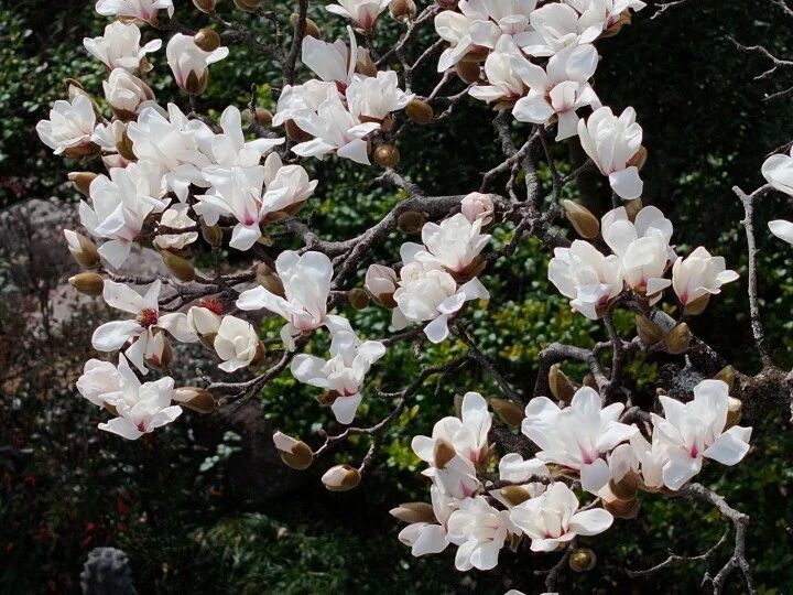 很意外，杭州这里的“百年玉兰”提前绽放，花期只有10天左右哦_腾讯新闻