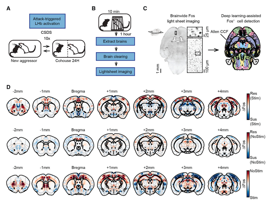 Neuron：科学家揭示外侧缰核兴奋性神经元过度激活介导应激敏感性的发生_腾讯新闻