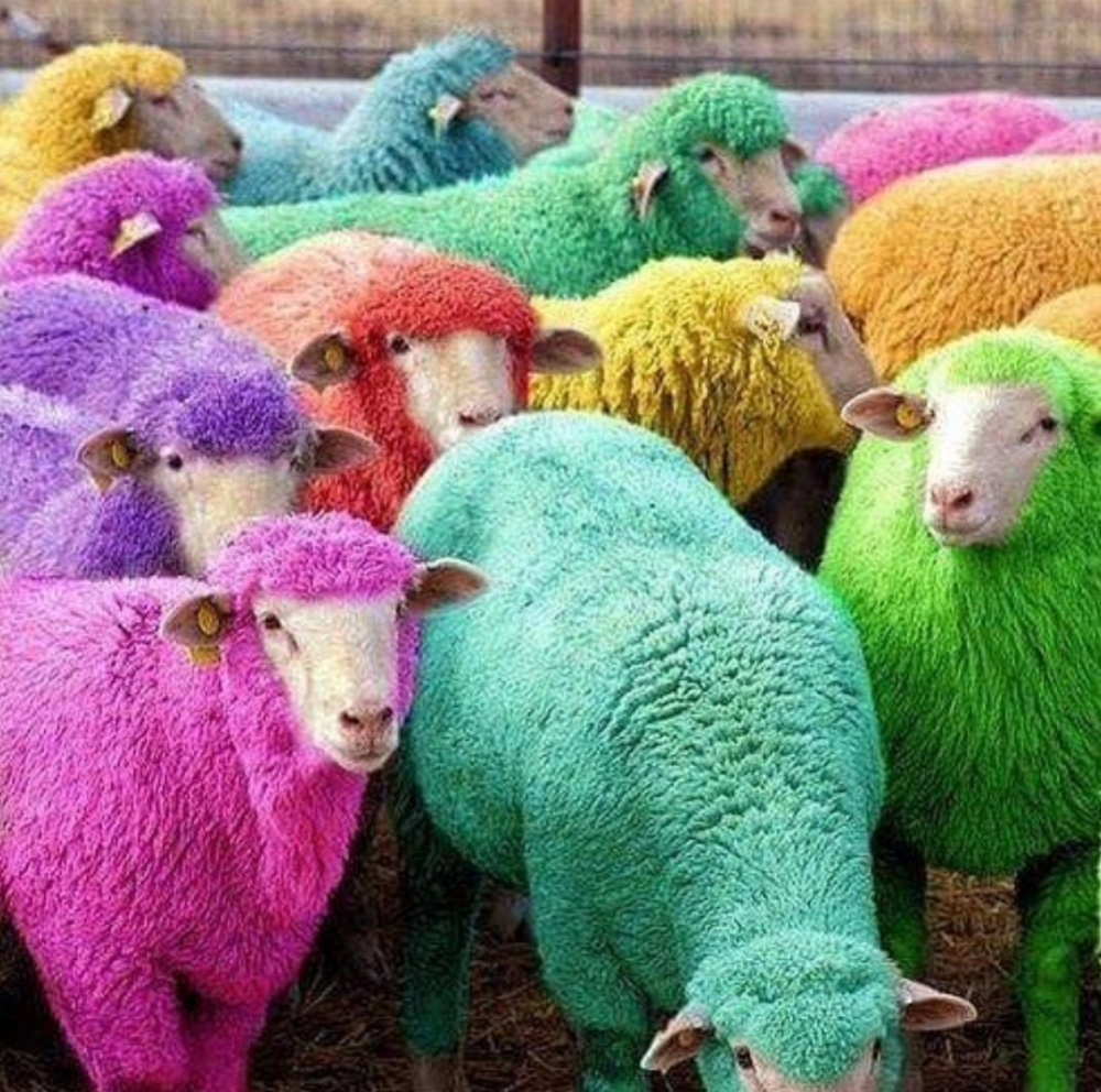 minecraft彩蛋故事jeb和彩虹羊背后的一个有趣小故事