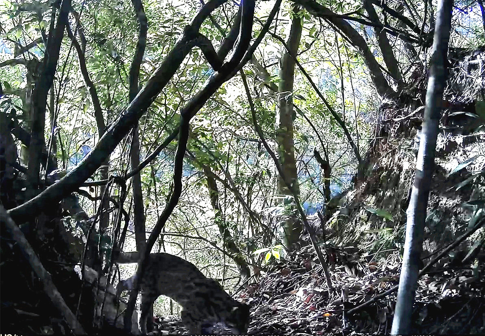 湖南莽山野生动物频繁亮相秀颜值