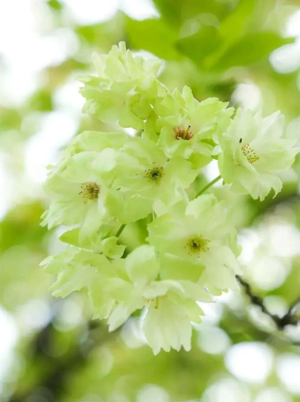 武汉青山宝藏绿色樱花盛开花期将持续至4月中旬