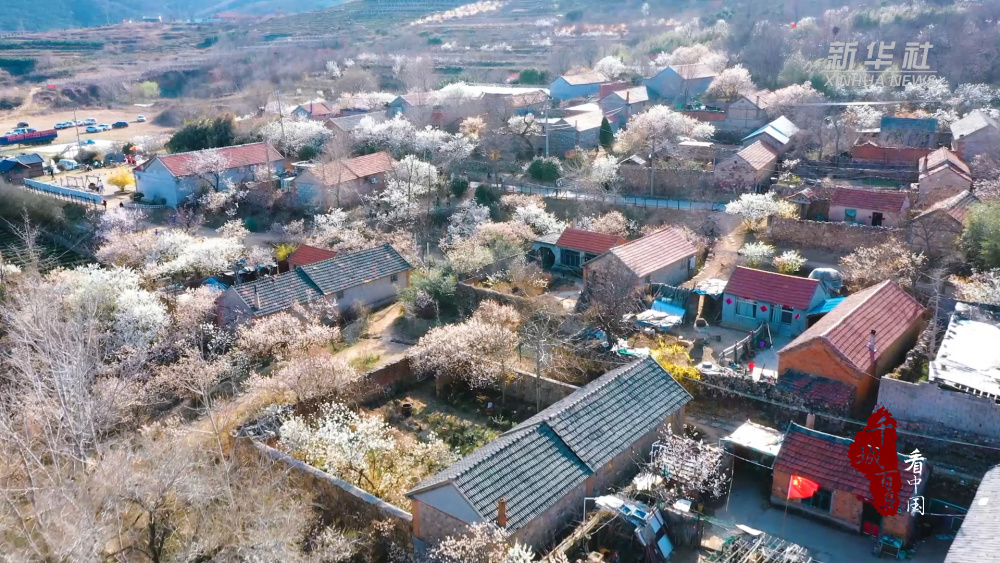 千城百县看中国丨山东日照赏花带火乡村游