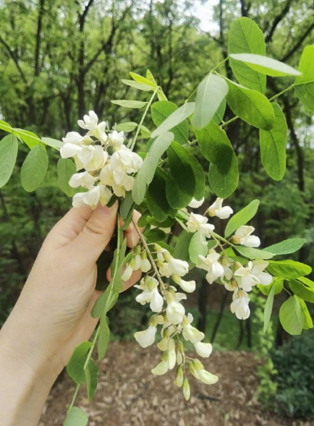 根深蒂固的槐树文化依旧飘香中原大地丨大河看见_腾讯新闻