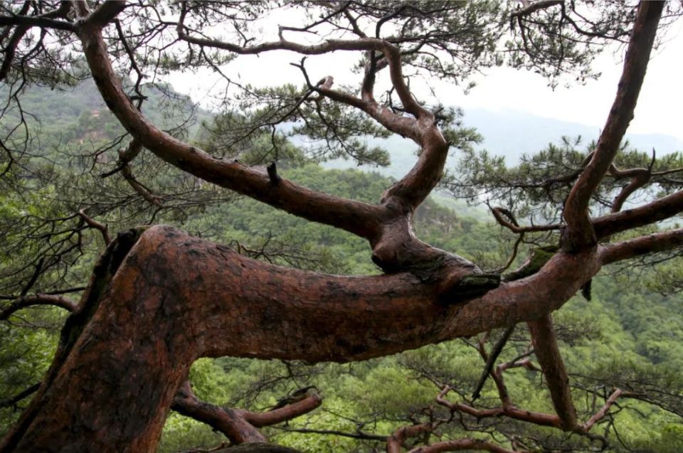 长白山植物千"种"风情～赤松