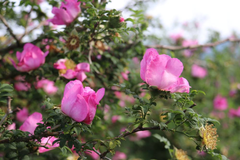 花开了!"黄金果"要来了