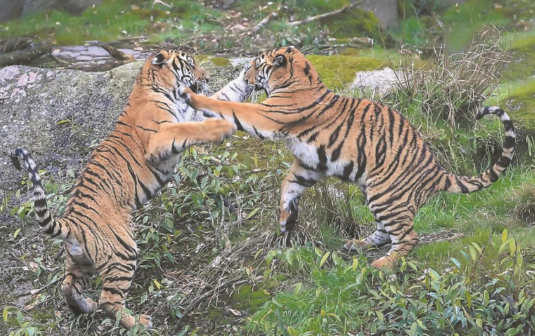 散放区的华南虎 张闽 摄东南网4月11日报道(福建日报记者 张辉)核心