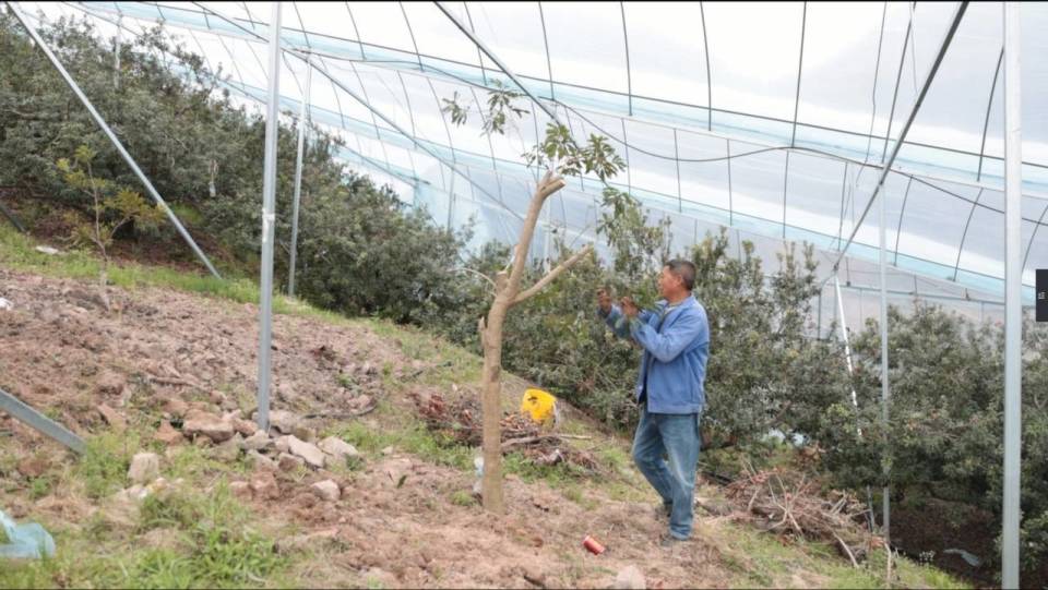 杨梅树"性别"比例失衡,仙居梅农补上"生态平衡课"