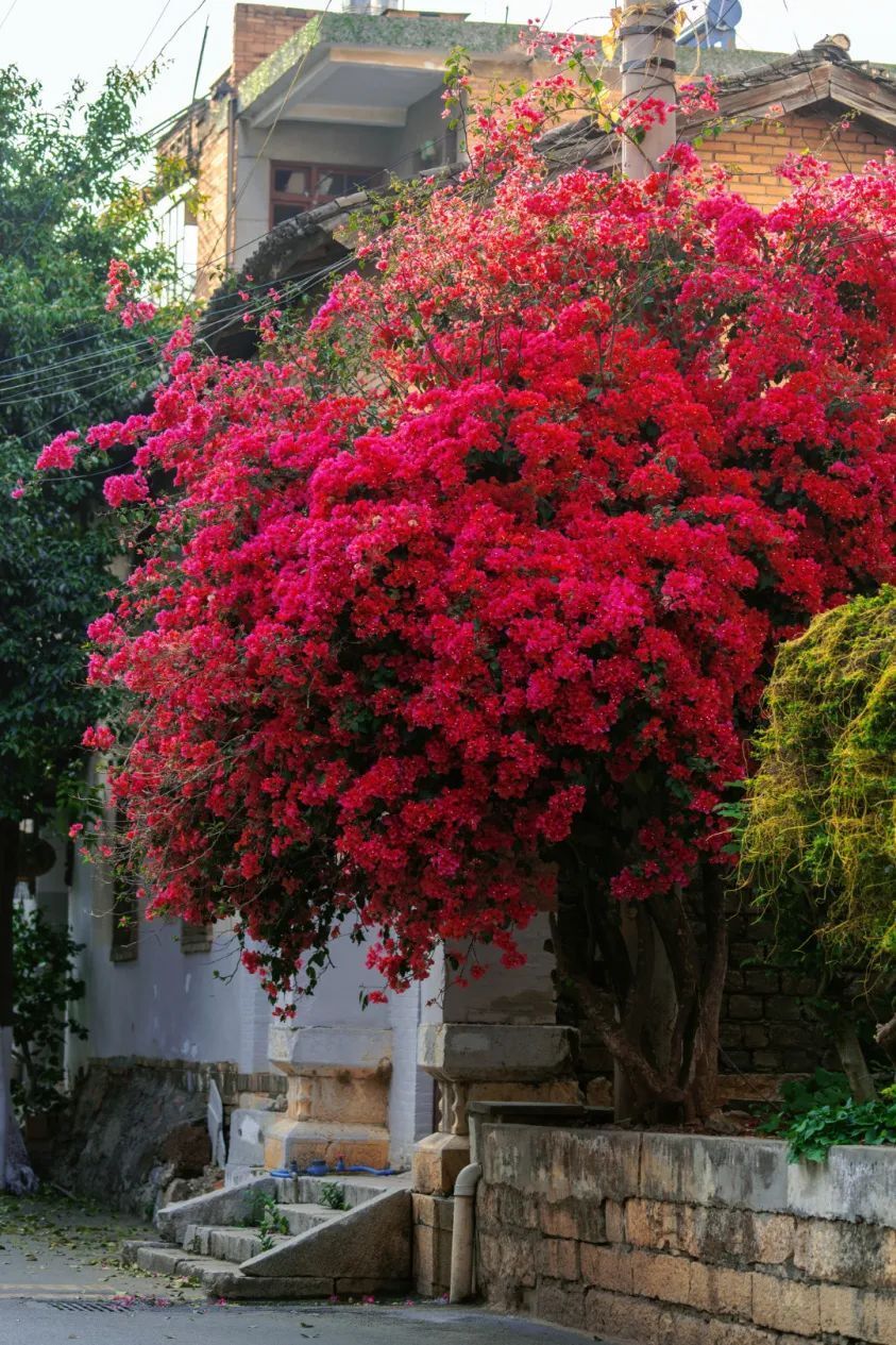 蒙自"刷爆"朋友圈的三角梅打卡攻略来咯