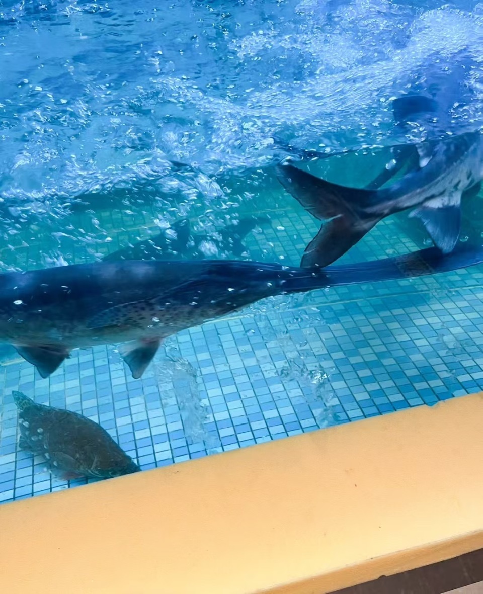 小时候只在书中和动画片里见过鸭嘴兽,鸭嘴鱼还真是第一次见