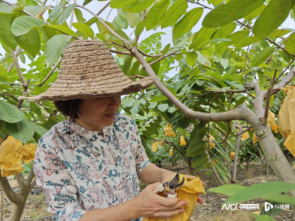 云南释迦果种植基地图片