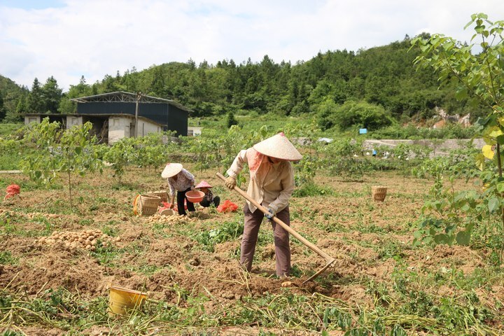 贵州印江大坳村:15万斤土豆云上畅销