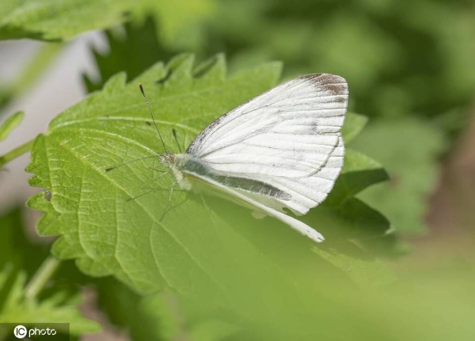 夜读丨海边的白蝴蝶