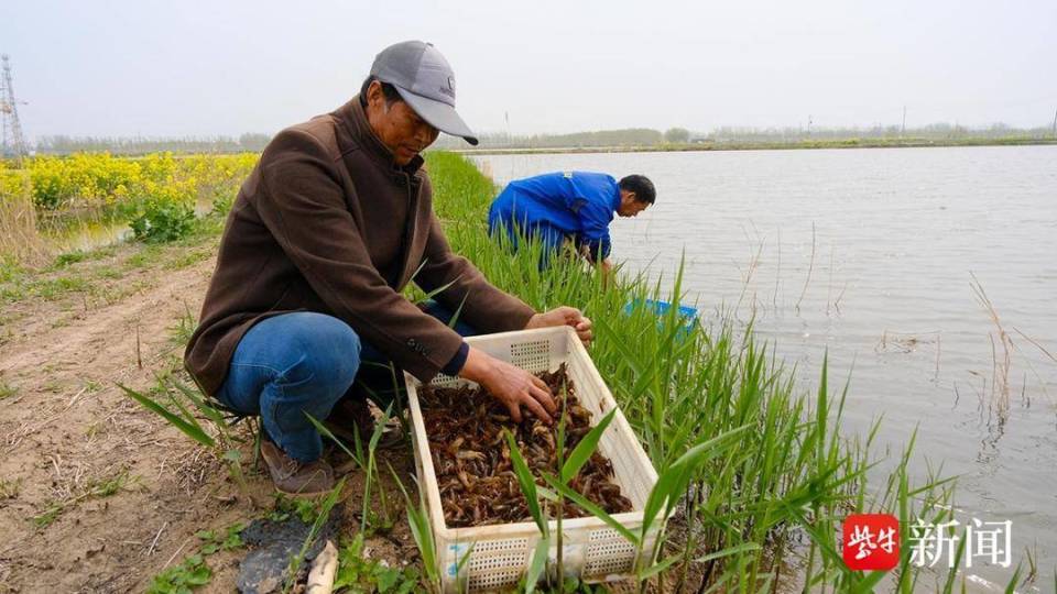 连云港灌南连片稻虾田勾勒水上春耕图