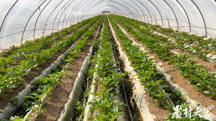 提前上市收益好滕州早春马铃薯收获