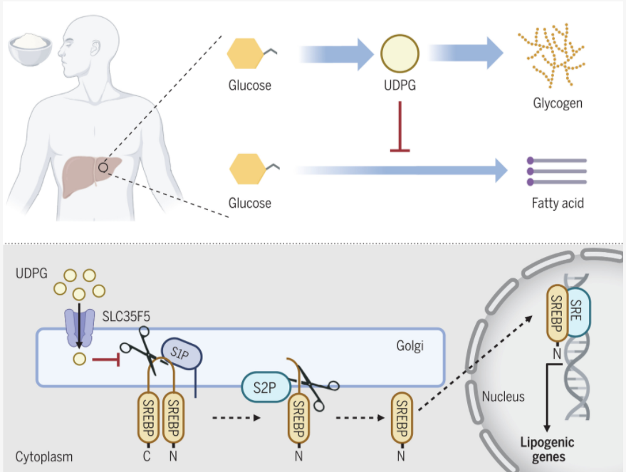 Science | 肝脏糖原合成与脂肪合成对抗：UDPG通过阻断S1P开辟治疗NAFLD新途径_腾讯新闻