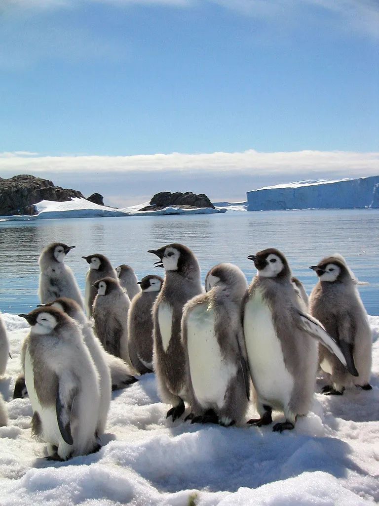 企鹅生长过程图图片