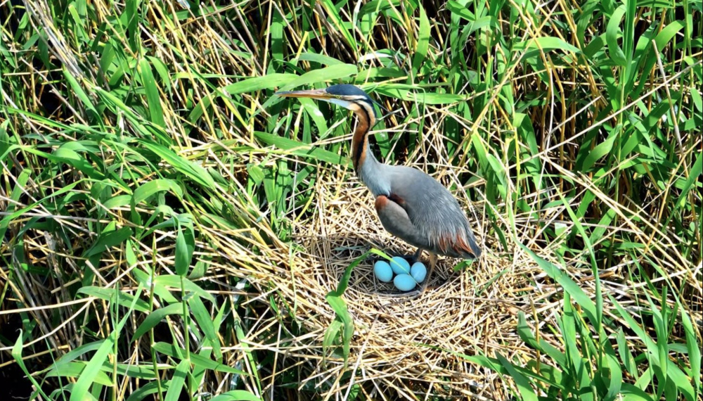 近日,在雄安新区雄县林业综合服务中心组织的白洋淀野生鸟类监测活动