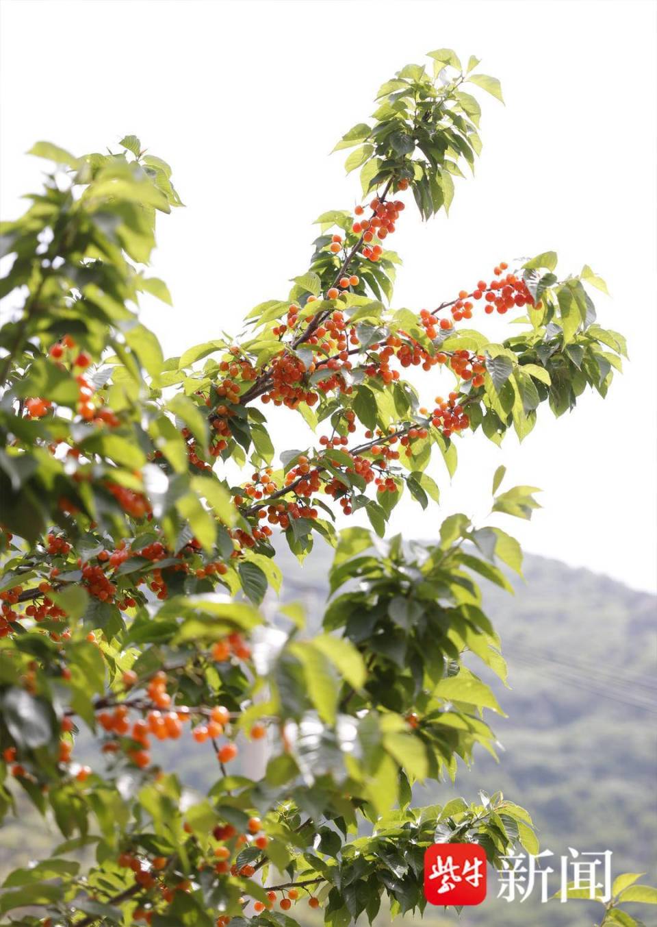 走近云台街道后关村樱桃谷,这里的村民一家挨着一家,每家每户的房前屋