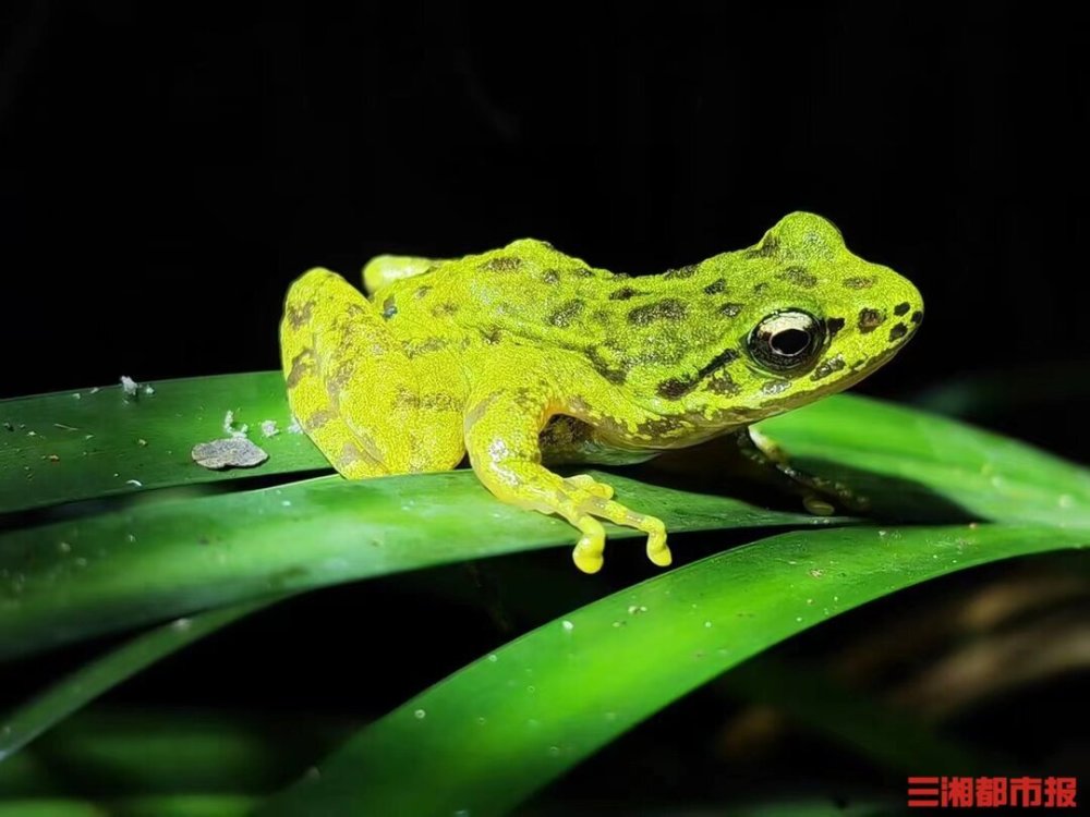 神奇生物在哪裡丨湖南發現蛙類新物種你見過嗎