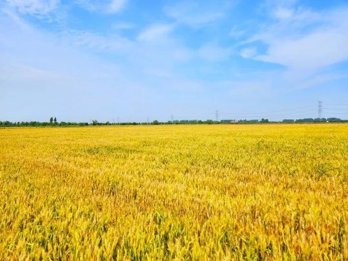获得天然富硒土地"身份证"有利于朱湖农场农业高质量发展