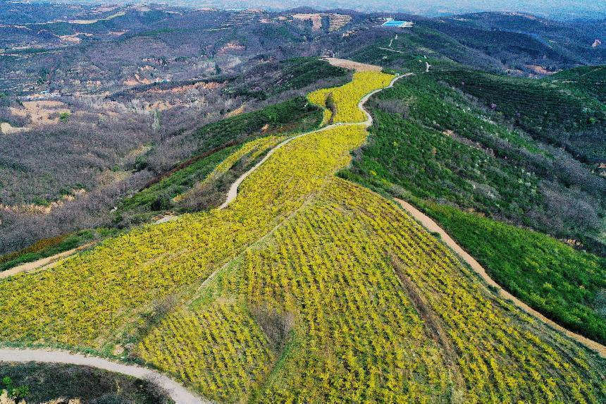 铜川市印台区:连翘花开促增收 群山尽带"黄金甲"