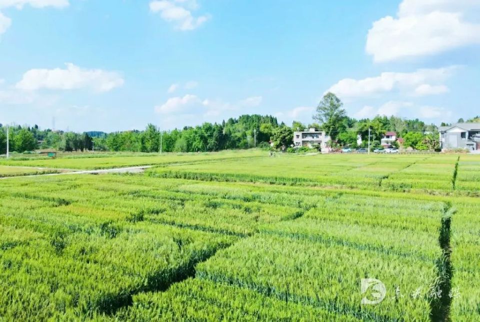 绿色麦田图片大全图片