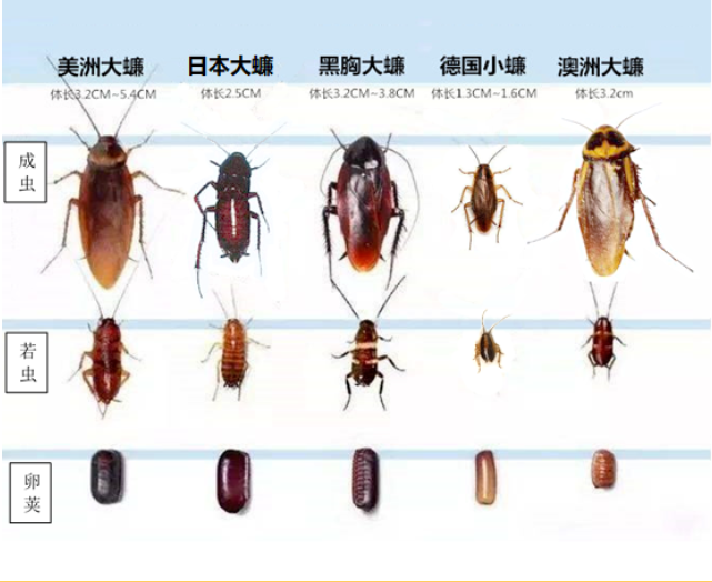 夜问丨蟑螂的生命力有多强?"打不死的小强"会越打越多?