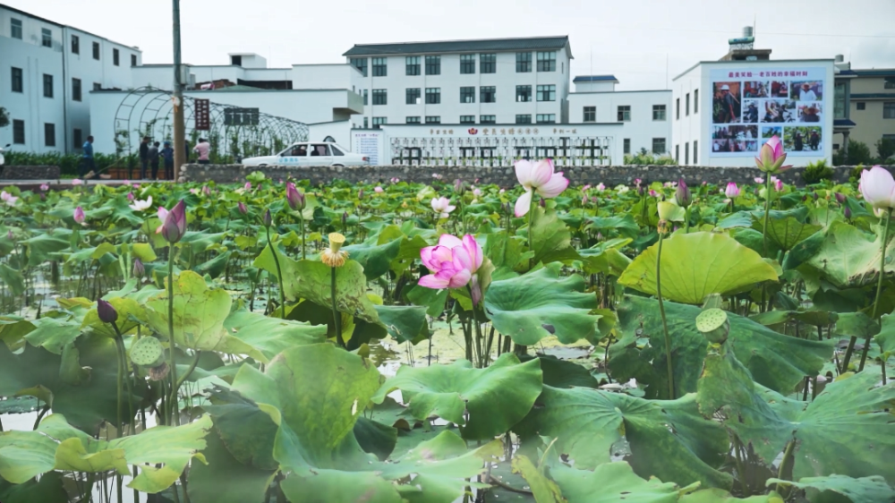 陆良县三岔河镇第二届"荷花节"暨"彩云之南"等你来夜间群众文化活动
