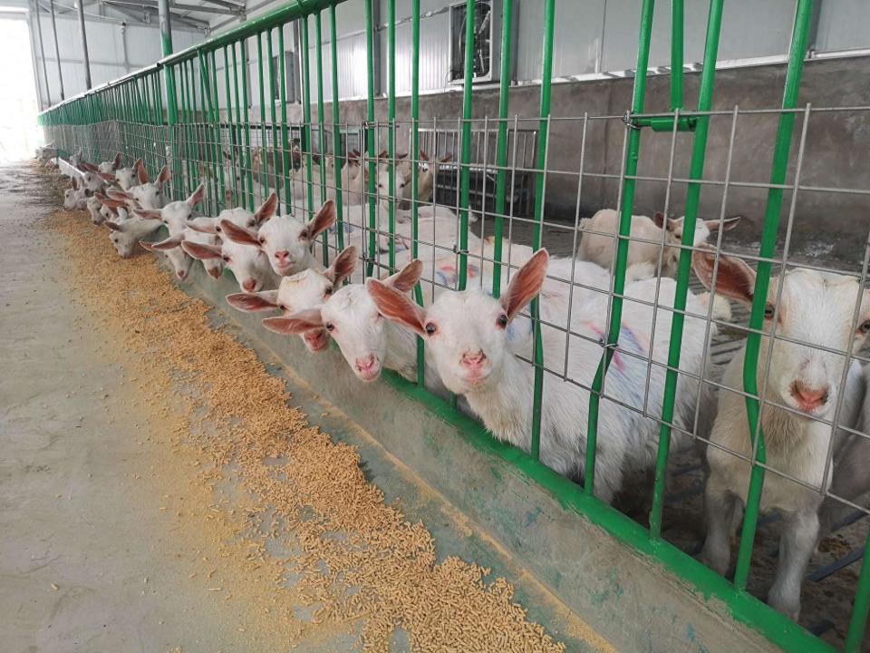 千阳县崔家头镇念羊经发羊财做大做强羊产业