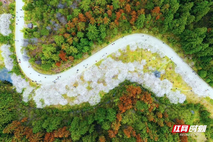 好评中国丨怀化落樱缤纷鹤城中坡山这场樱花雨美极了