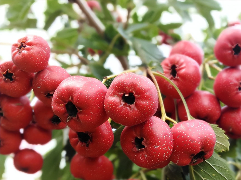 吃山楂有哪些注意事项?