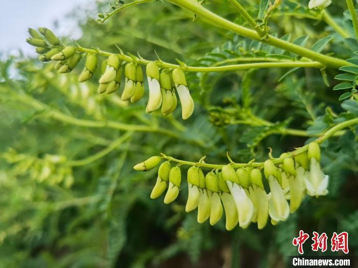 寒山芪药材植株图片图片