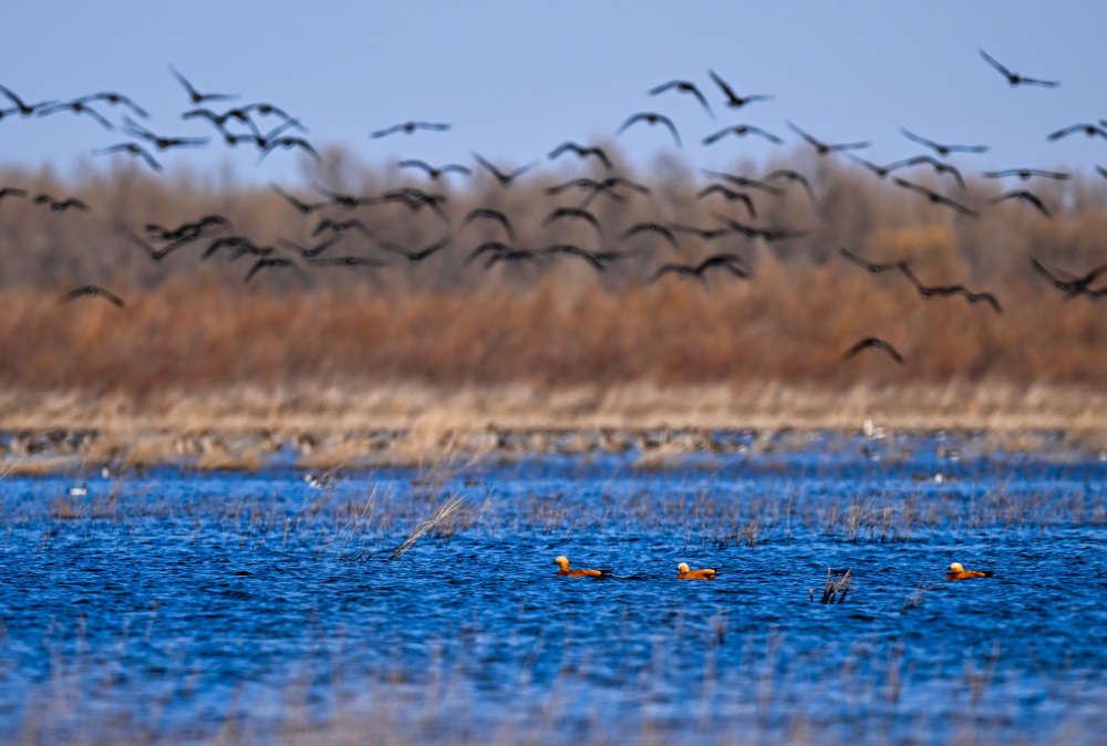 内蒙古通辽候鸟翔集孟家段