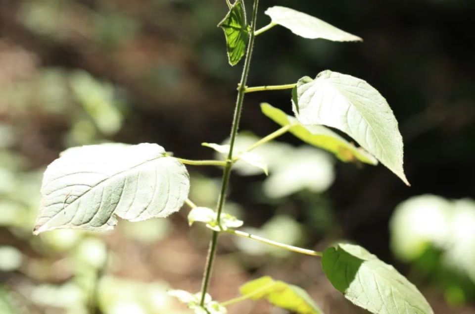 探秘!长白山植物千"种"风情~露珠草