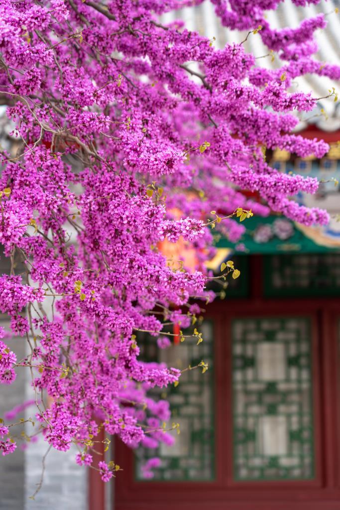 看紫荆花瀑遇上古建筑