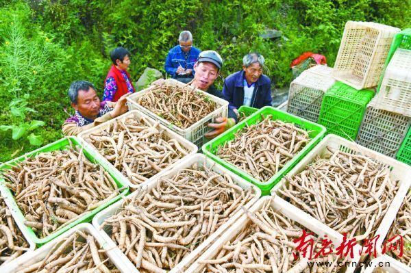 川明参图片