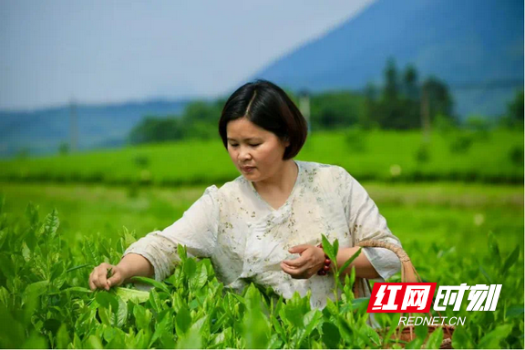 技能照亮前程｜千年贡茶火种的守灯人——吴菁菁