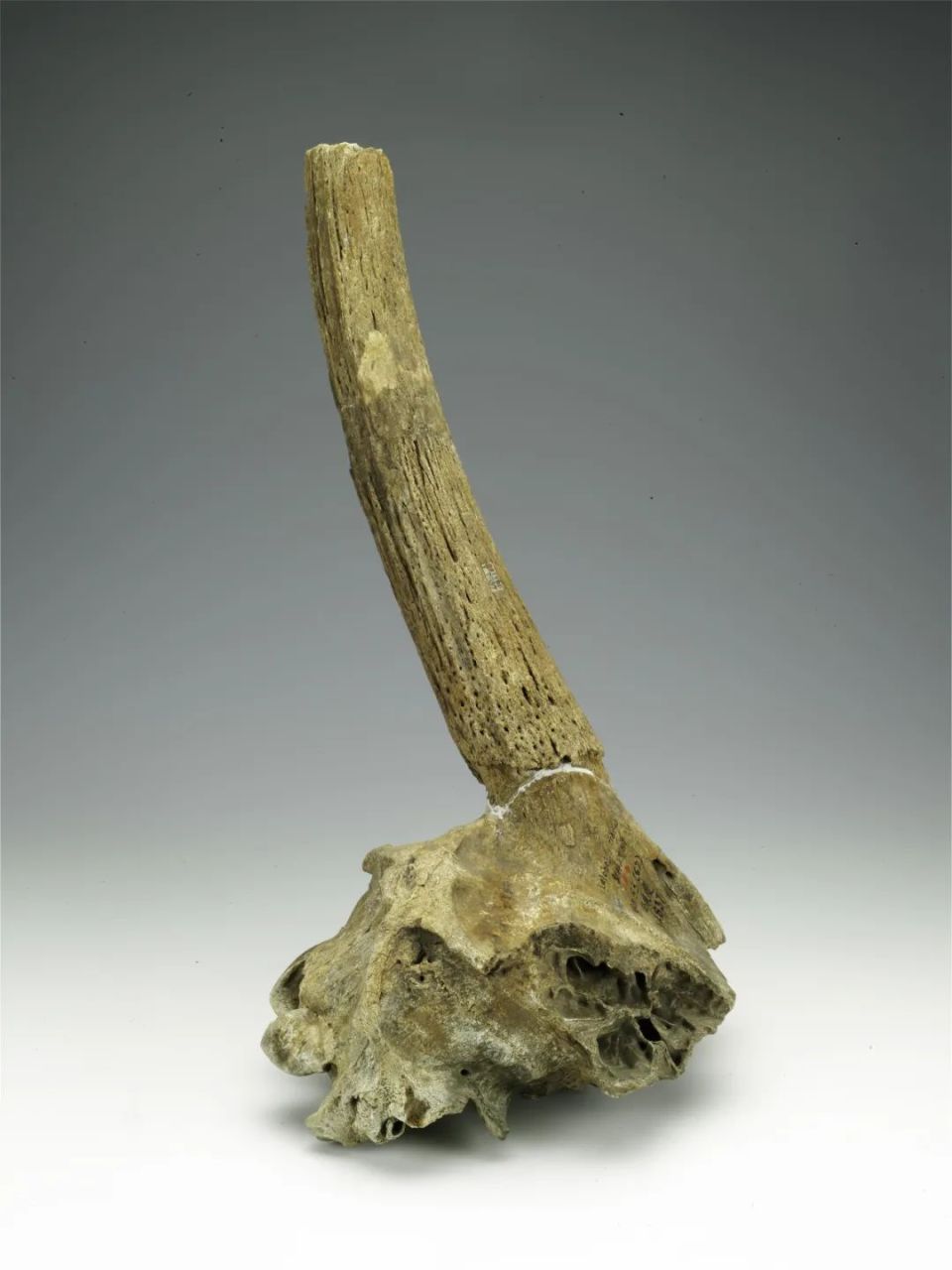 这次,我们从山西博物院的三棱大尖状器开始