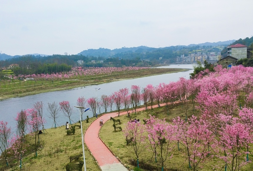 贵州天柱樱花盛开醉游人