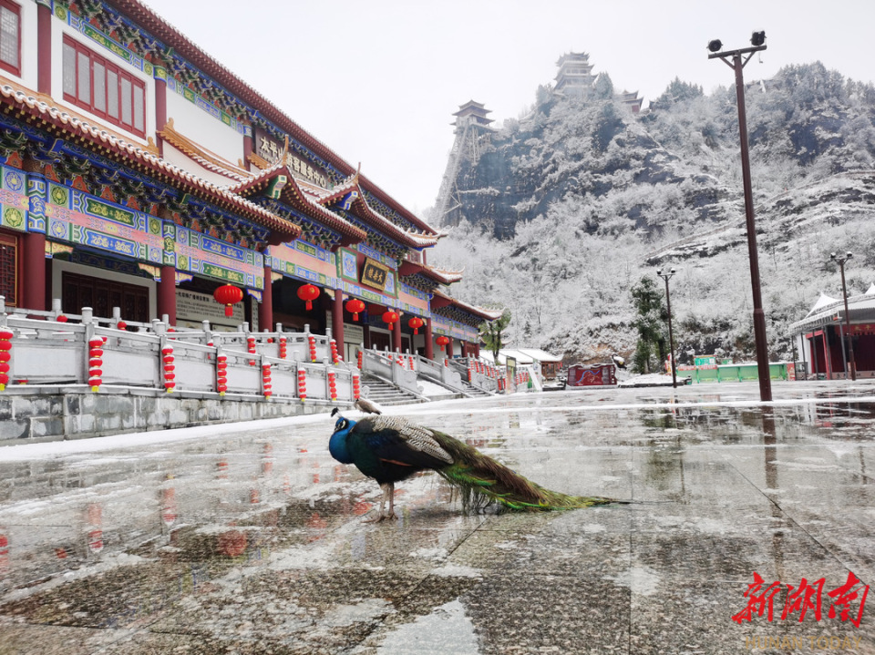 组图|雪中太平山云雾缭绕 美如仙境