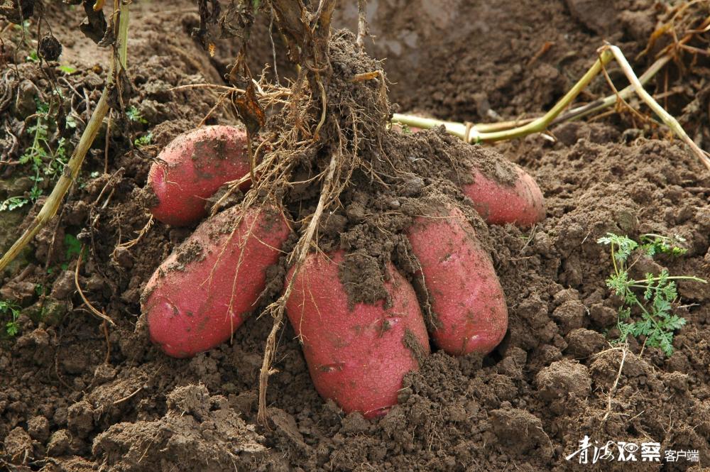 【两会特刊·党报联动】"青薯9号":从青海走向世界_腾讯新闻